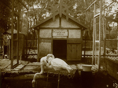 Dos flamencos egipcios en la antigua Casa de Fieras del parque en una foto de 1914.