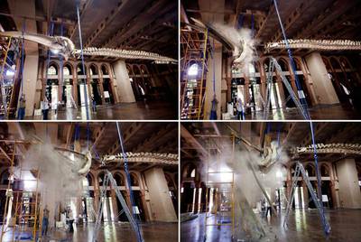 La ballena varada de la Ciutadella se parte la mandíbula