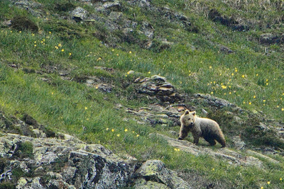 Osos a la vista en la Val d'Aran