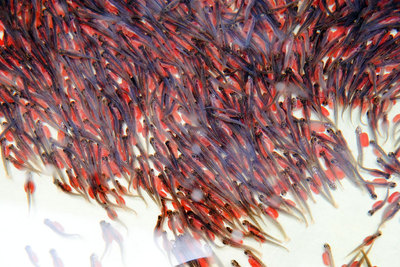 El salmón modificado genéticamente no altera las propiedades del tradicional, únicamente engorda antes y consume menos rnalimento.