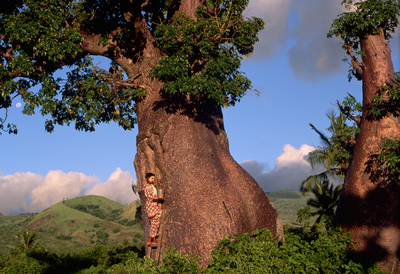 Baobab en la isla de Gran Comora