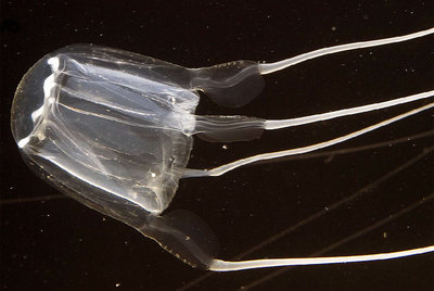 Ejemplar de cubomedusa de la especie  Carybda marsupialis .