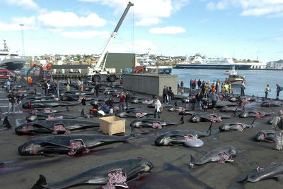 Matanza de ballenas en las Islas Feroe