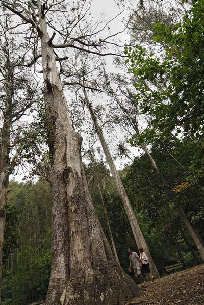 El tronco de  O Avó .