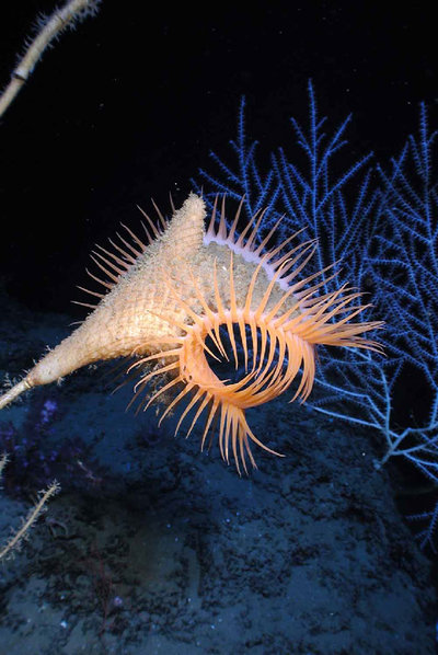 Una especie del golfo de México: la anémona  (Actinoscyphia). 