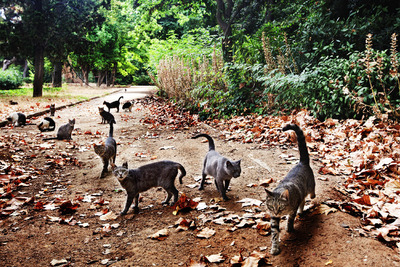 Las siluetas gatunas pueden verse por todas partes y son varios los establecimientos que tienen al animal como emblema.