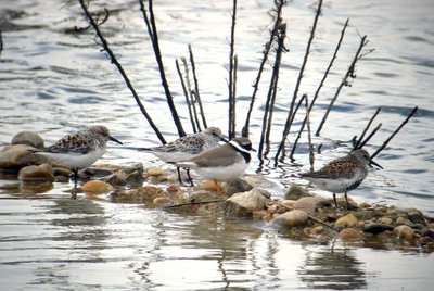 Un chorlitejo grande, dos correlimos tridácticos y un correlimos común en la charca.