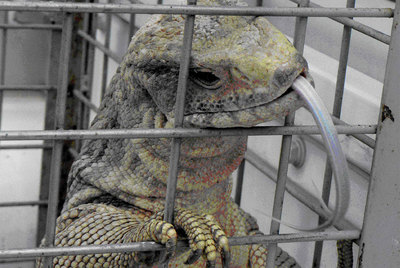 De la sabana africana a Matadepera