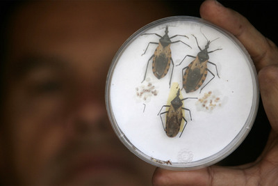 Ejemplares de  Triatoma dimidiatas,  el insecto que transmite el mal de Chagas.
