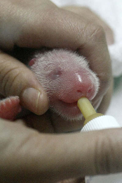 Veintiocho años después del nacimiento que hizo célebre al zoológico de Madrid, el del oso  Chu-Lin,  dos minúsculas crías de panda han visto la luz en el mismo lugar