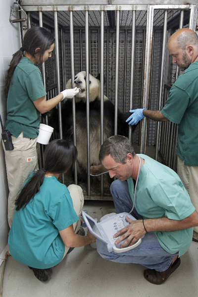 Los veterinarios, en julio, al hacer la segunda ecografía a la osa panda  Hua Zuiba. 
