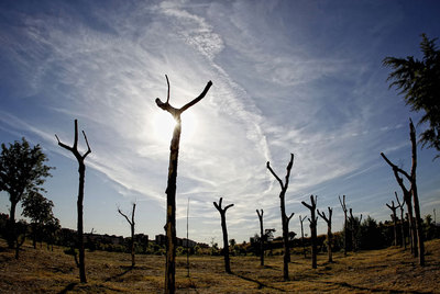 FOTOGALERIA: Ejemplares de plátanos moribundos en el parque forestal Fuente Carrantona
