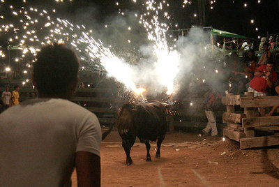 Imagen del festejo de los  correbous  celebrado en la localidad de Camarles, en el bajo Ebro, en la provincia de Tarragona.