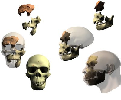 Reconstrucción en tres dimensiones del cráneo de un  Homo antecessor  a partir de restos.