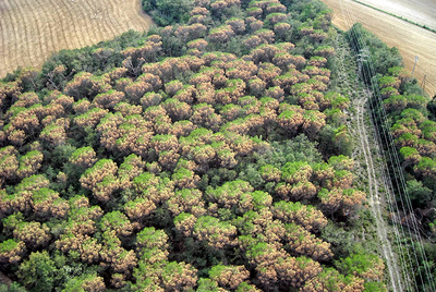 Muerte vegetal en la Selva