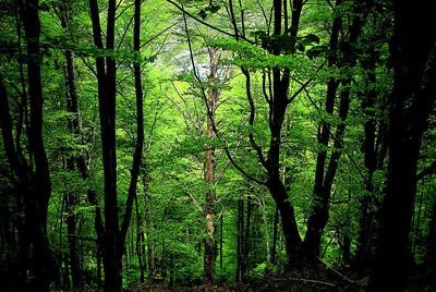  Hablando con un haya  es el nuevo poemario de Julia Uceda.