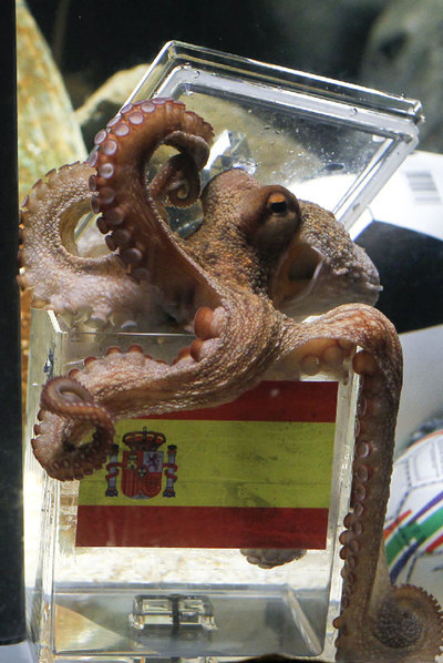  Paul  predice el triunfo de España.