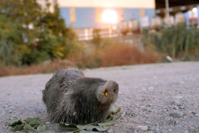 Una cabeza de jabalí contra la mezquita de Lleida