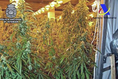 Invernadero de marihuana en el sótano del chalé de Benalmádena.