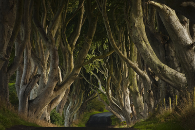 En los bosques de Fangorn, imagen ganadora de la tercera edición de los premios de fotografía de El País-Aguilar