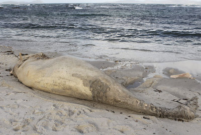 Seis metros de ballena muerta en una playa de Vigo