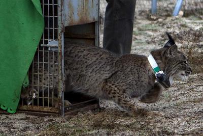 DOS LINCES MÁS EN DOÑANA