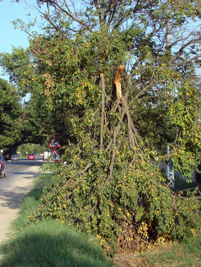 FOTOGALERIA: Grigorescu