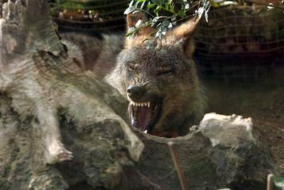 Lobas ibéricas de Montpelier para el Zoo de Barcelona