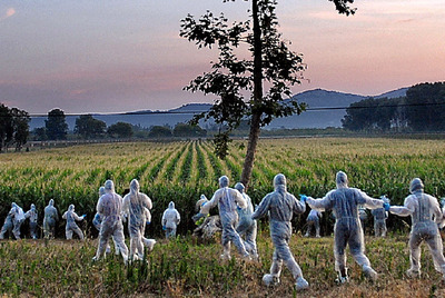 Acción ecologista contra cultivos presuntamente transgénicos en Torroella de Montgrí (Girona).