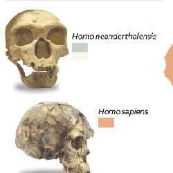 El primo del neandertal