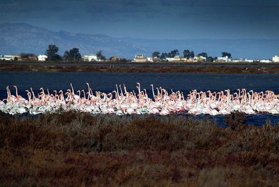 Más lagunas para los flamencos del delta del Ebro