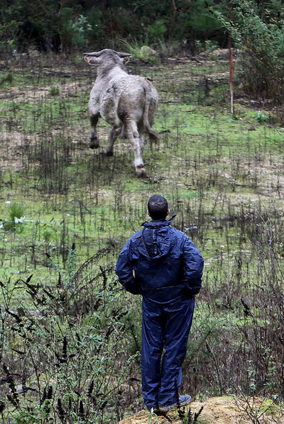 24 horas de persecución a un toro huido en O Porriño