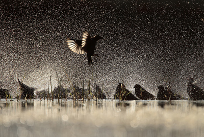 Premio del concurso FotoAves2010, en la categoría Aves de España (un certamen organizado por SEOBirdLife)