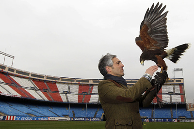 Jorge Castaño, con su águila  Bárbara  en el Vicente Calderón.
