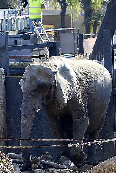   Susi  , la elefanta objeto de polémica.