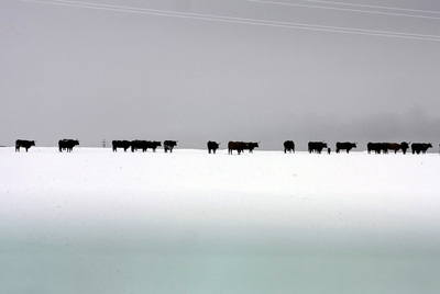 Manada negra, fondo blanco y alerta amarilla
