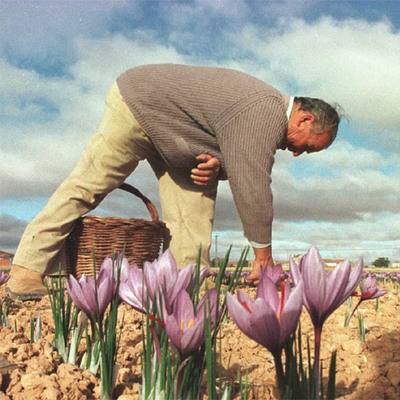 Un agricultor recoge flores del azafrán en Consuegra (Toledo).
