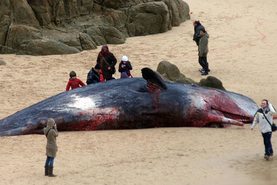 El cachalote muerto de Lume Boo suscita la curiosidad de los ferrolanos