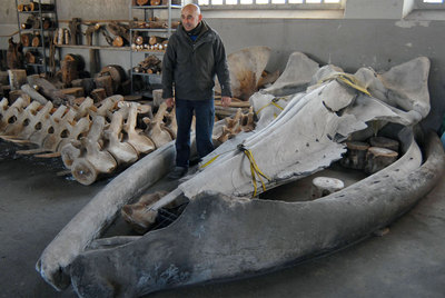 El archivo de los animales del mar