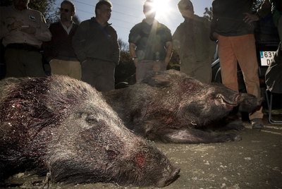 Un grupo de cazadores contempla las piezas abatidas ayer por la mañana, en Sant Just Desvern.