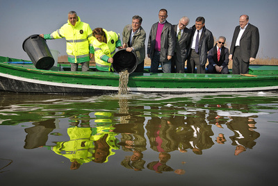 Suelta simbólica de anguilas en L'Albufera