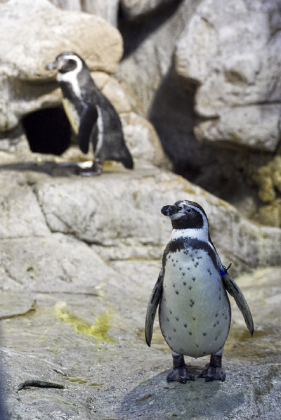 El amor de los pingüinos