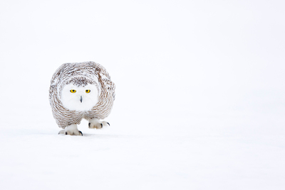 El búho nival, ave rapaz de gran porte, es uno de los depredadores más temibles de la tundra, sobre todo para la liebre ártica y pequeños roedores como el lemming, sus platos favoritos
