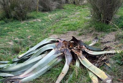 Una pita muerta por el ataque del picudo negro, en Almoradí.