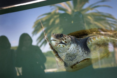 Una tortuga en el CRAM.