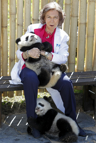 Primer paseo 'oficial' de las crías de panda