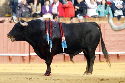  Arrojado,  el toro que fue indultado ayer en la Maestranza
