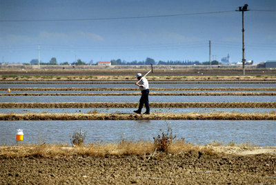 El agua inunda un delta del Ebro temeroso del caracol manzana