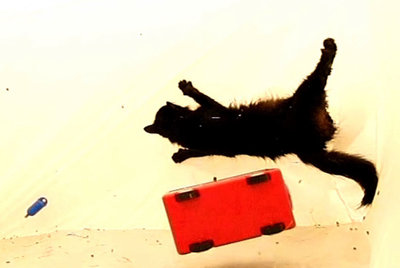  Gato en gravedad cero , vídeo de Lyn Hagan grabado en el centro de entrenamiento Yuri Gagarin de Moscú.