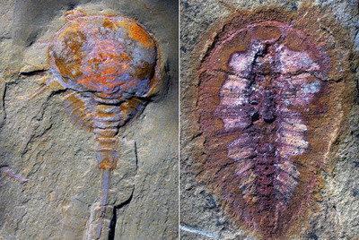 Cangrejo de herradura ( Limulus polyphemus ), y artrópodo extinto (a la derecha), de hace menos de 500 millones de años y hallados en Fezouata.